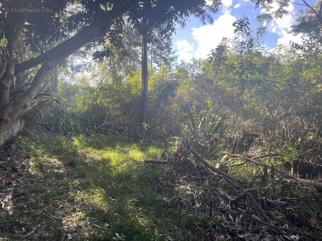 Photo 1 - Terrain à LE TAMPON