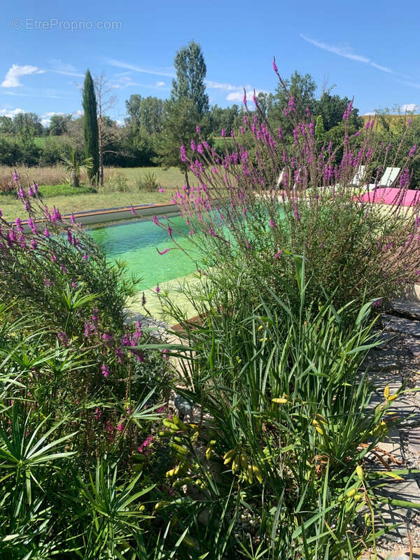 Brin de cocagne - photo 28
