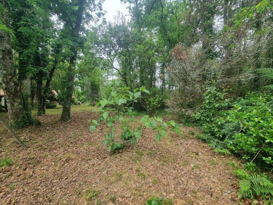 Terrain à SAINT-AUBIN-DE-MEDOC