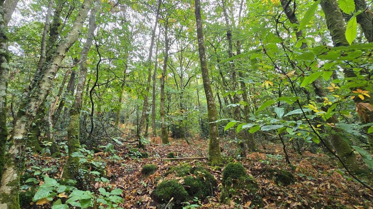 La tranquillité absolue avec un étang d'  un hectare et maison de plain-pied - photo 19