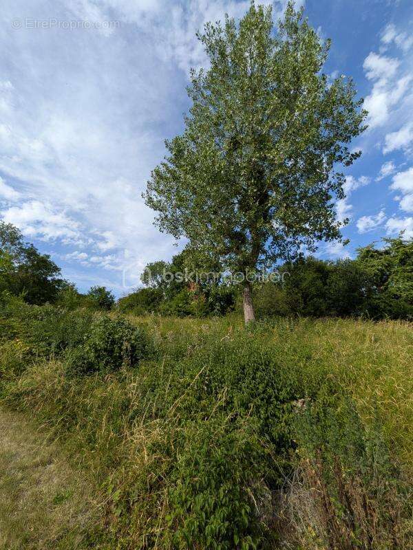 Terrain constructible à Champillon - photo 3