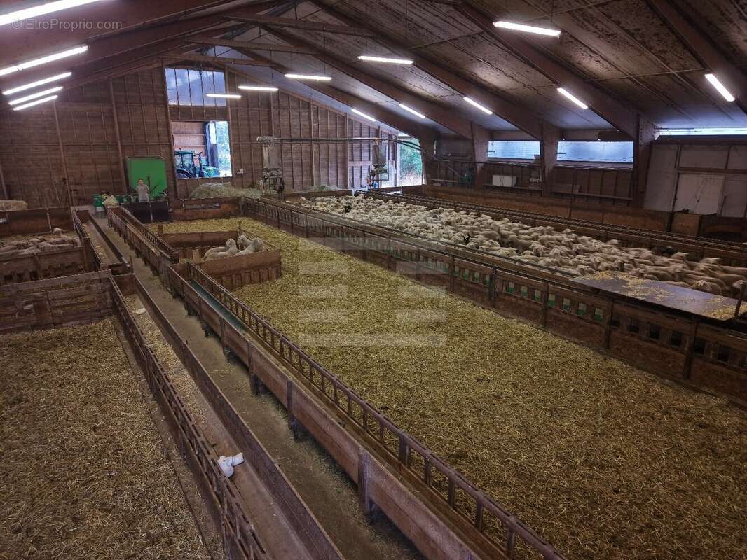 Exploitation en ovin lait - agriculture biologique - Aveyron (12) - photo 6