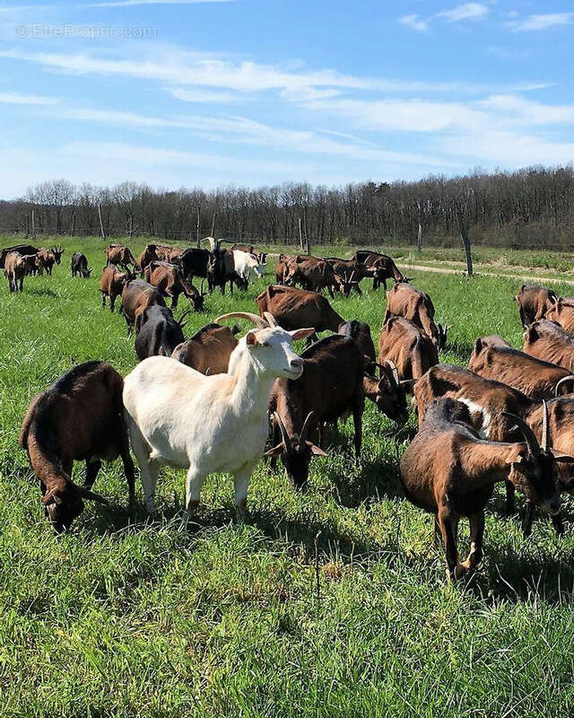 Exploitation caprine avec transformation fromagère, vente directe et maison d'habitation   19,33 ha   Indre - photo 2