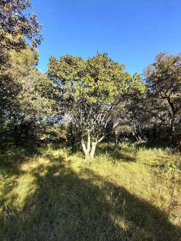 Terrain à SOMMIERES