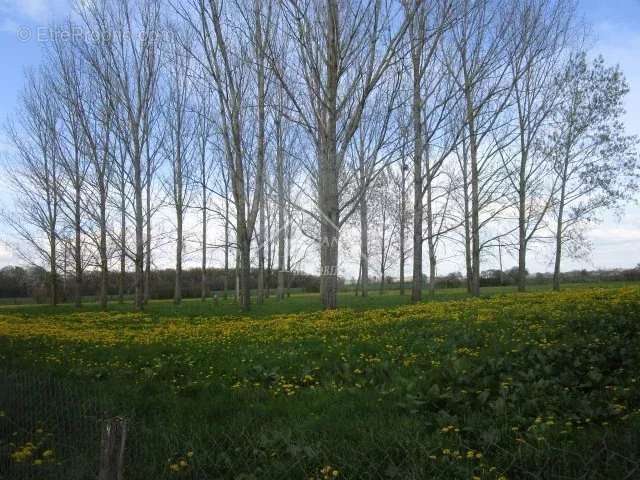 Maison à VARENNES-SUR-ALLIER