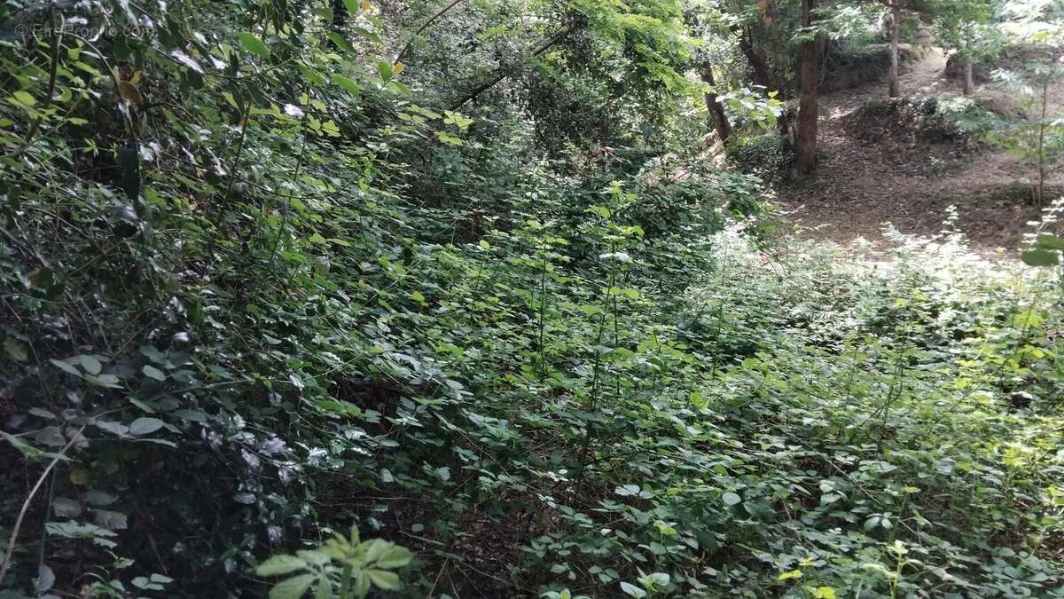 Terrain à SAINTE-AGNES