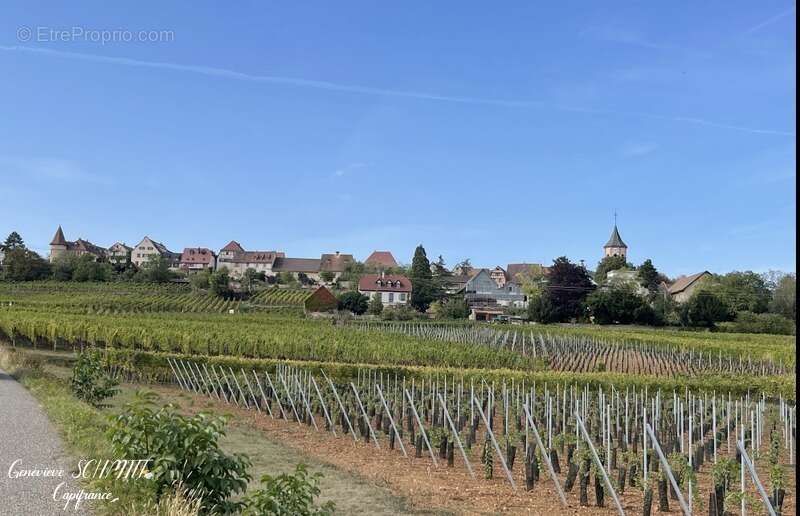 Dpt Haut-Rhin (68), à vendre ZELLENBERG immeuble 197 m² - photo 23