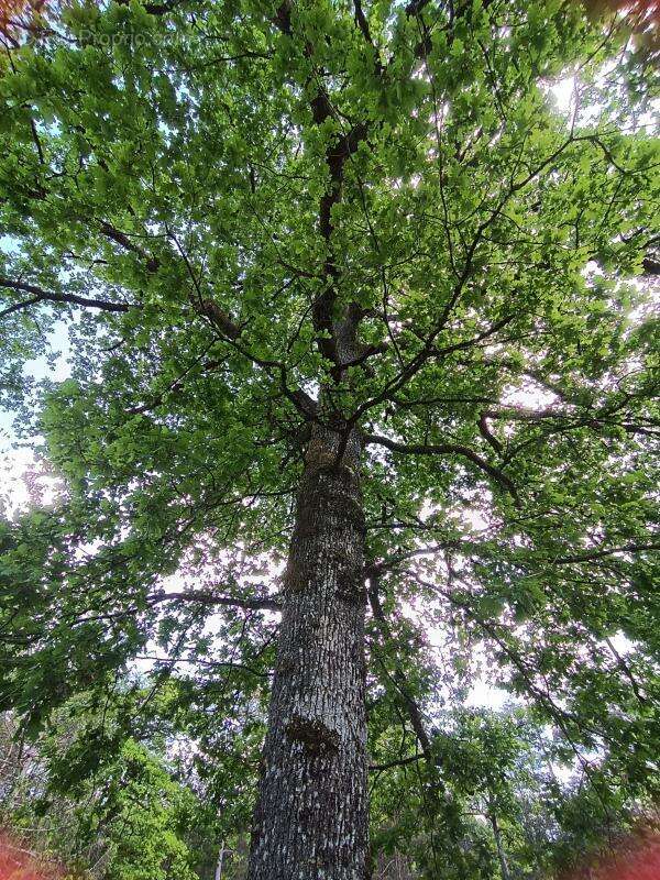 Maison à LIGNY-LE-RIBAULT