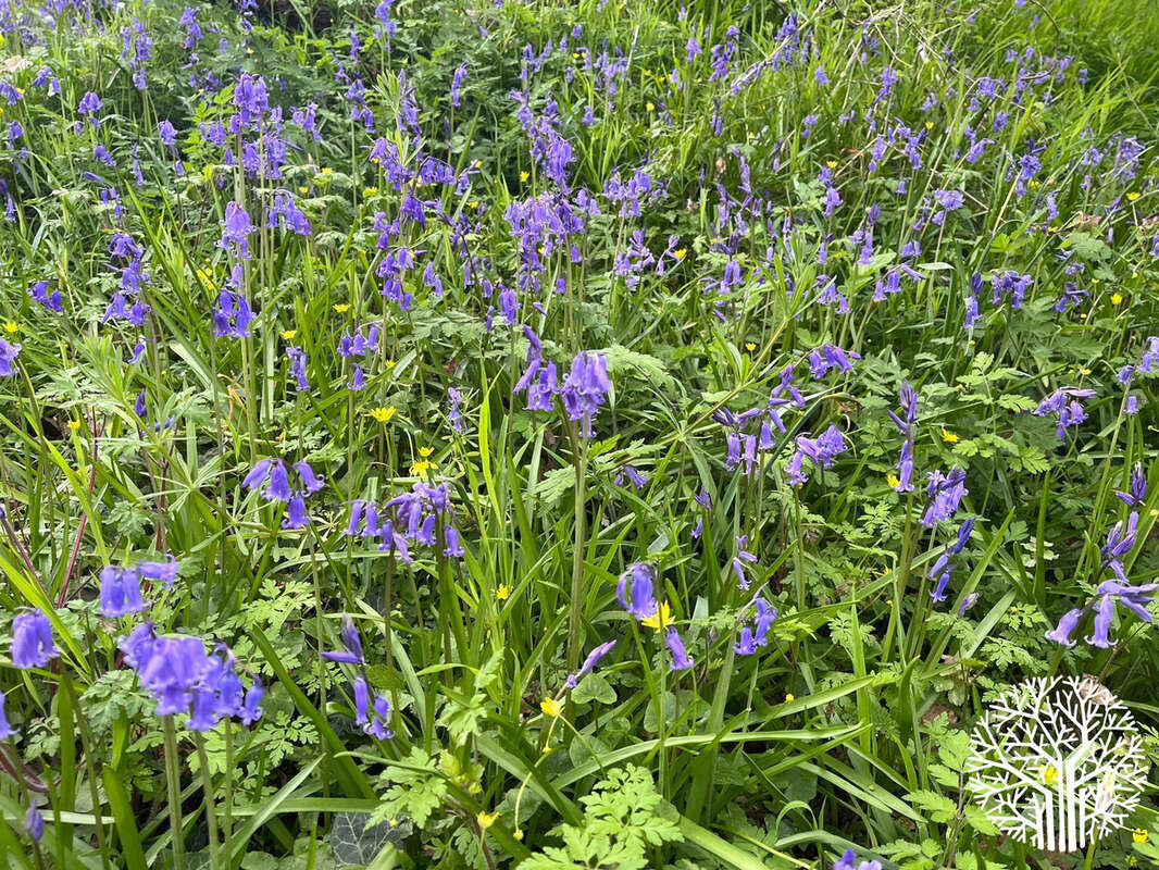 Maison à NOISY-SUR-ECOLE