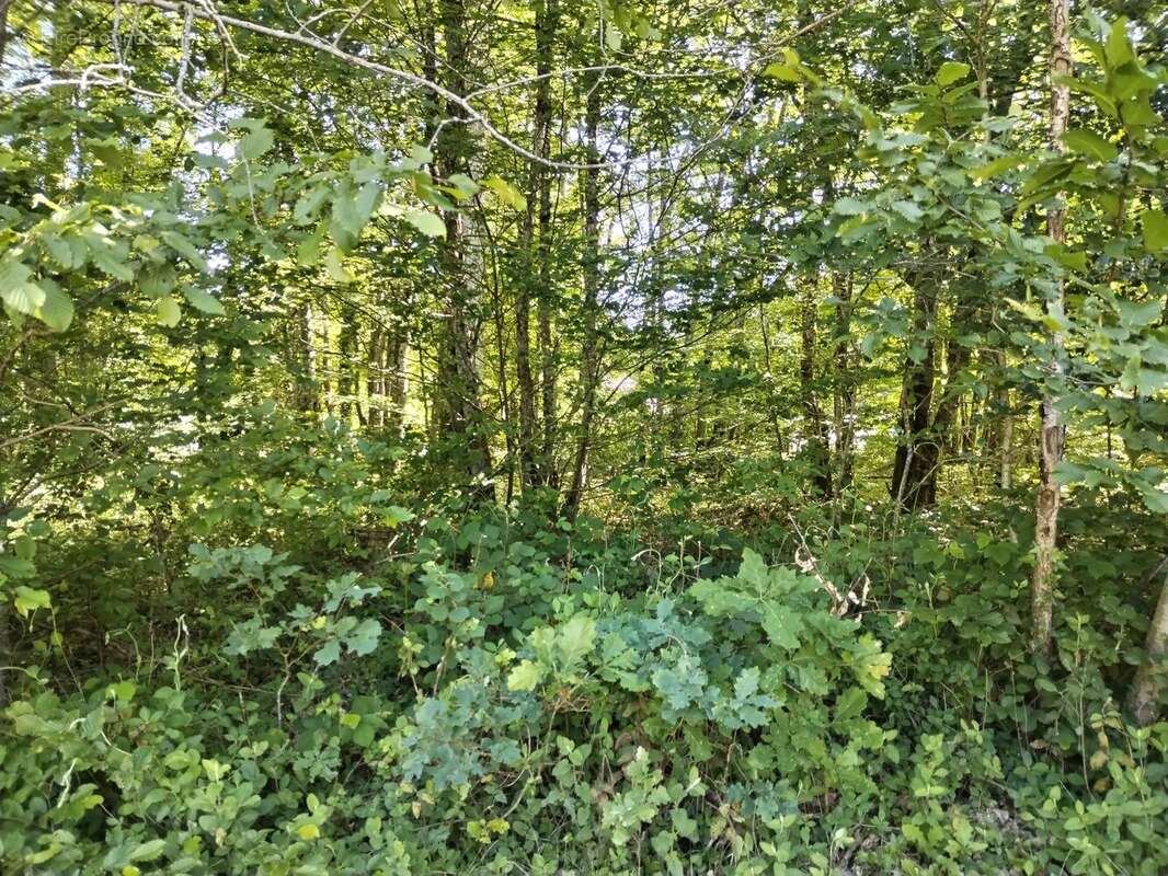 Terrain à BAZOCHES-SUR-LE-BETZ