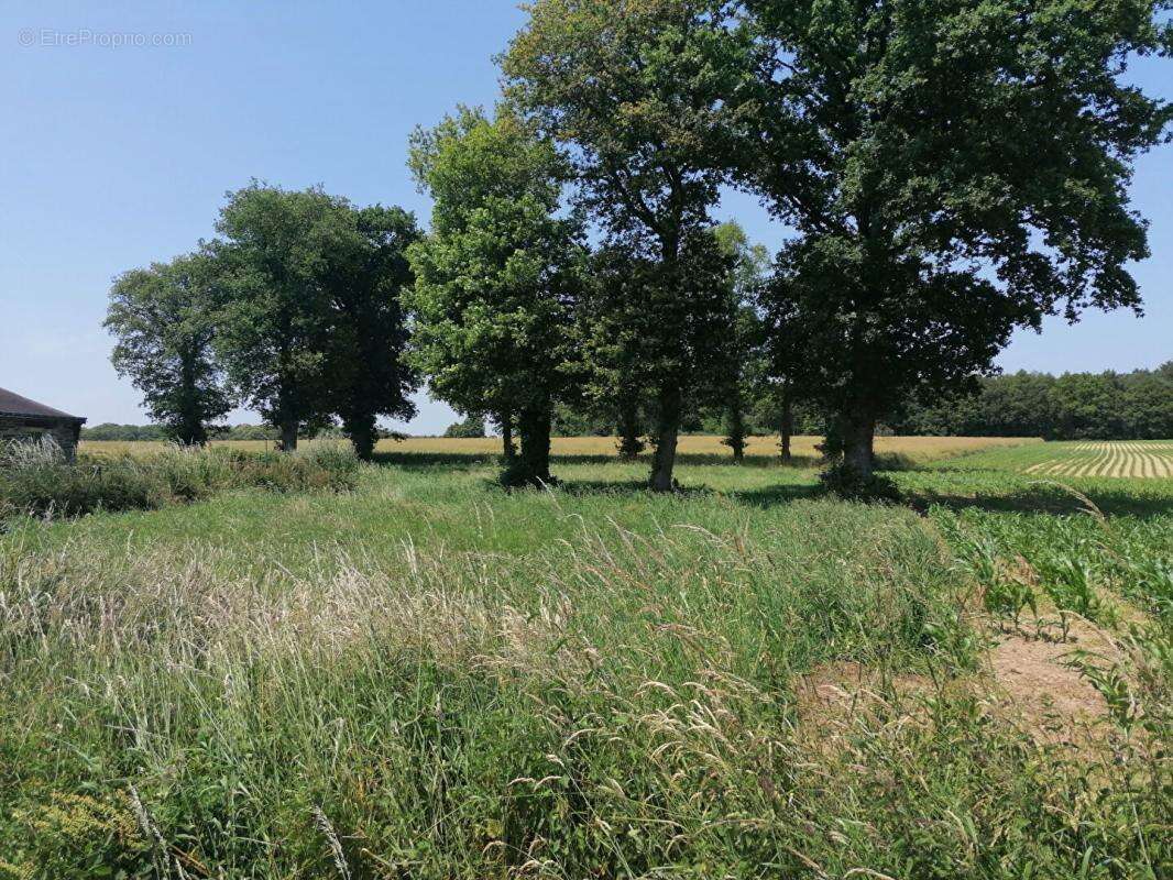 Terrain à LOYAT