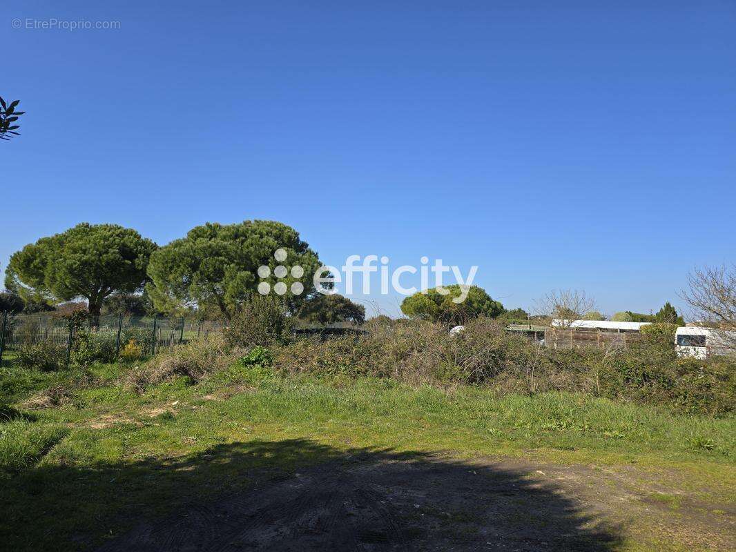 Terrain 1394 m² à Rivedoux-Plage  - photo 3
