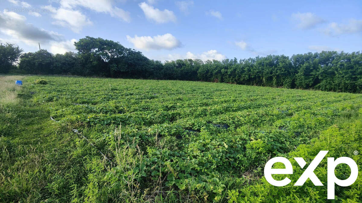 Terrain à LE VAUCLIN