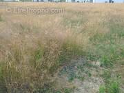 Terrain à SAINT-AVAUGOURD-DES-LANDES