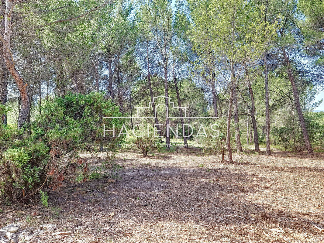 Entre oliviers garrigue et pinède à 12 minutes d'Aix - photo 6
