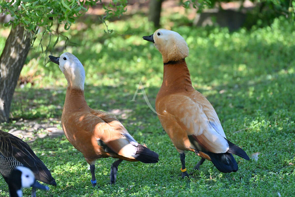 Terrain à LES SABLES-D&#039;OLONNE
