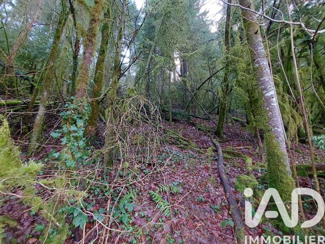 Photo 1 - Terrain à NANCUISE