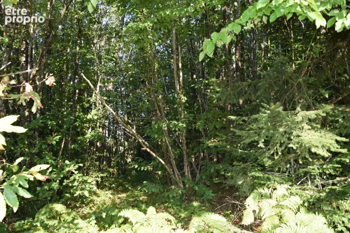 Terrain 3 460 m² à vendre à Saint-Sornin-Lavolps (19230) - photo 4