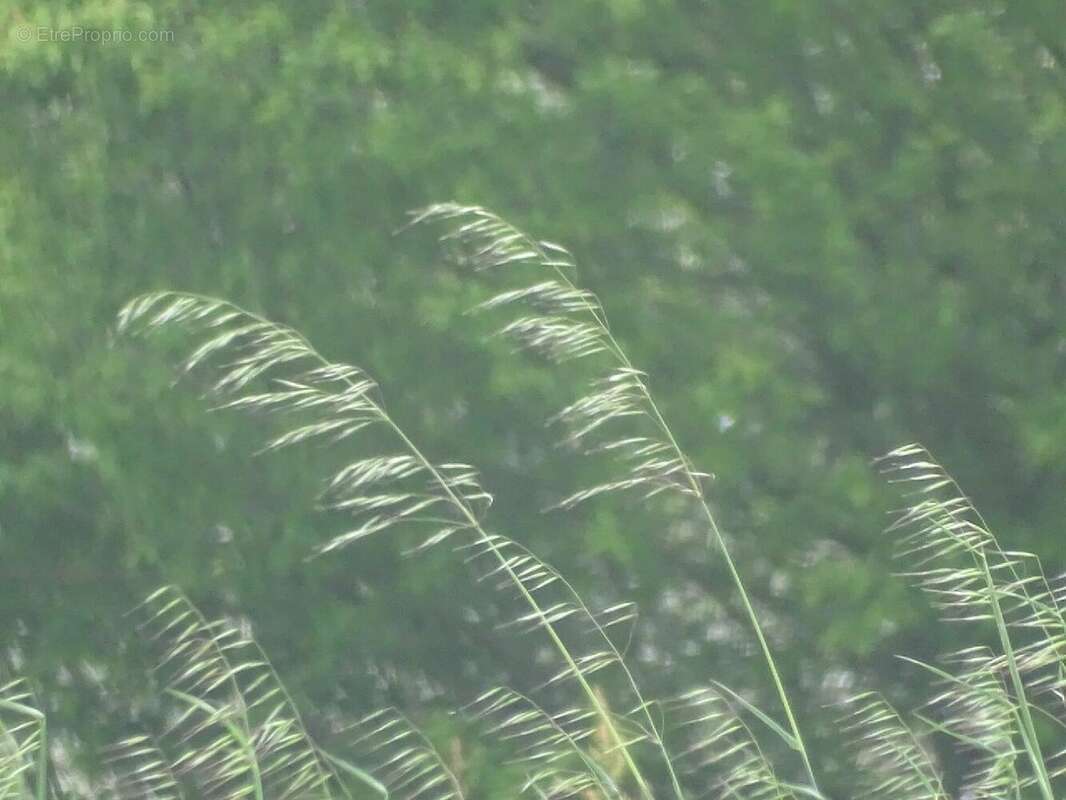 Terrain à LA SALVETAT-SAINT-GILLES