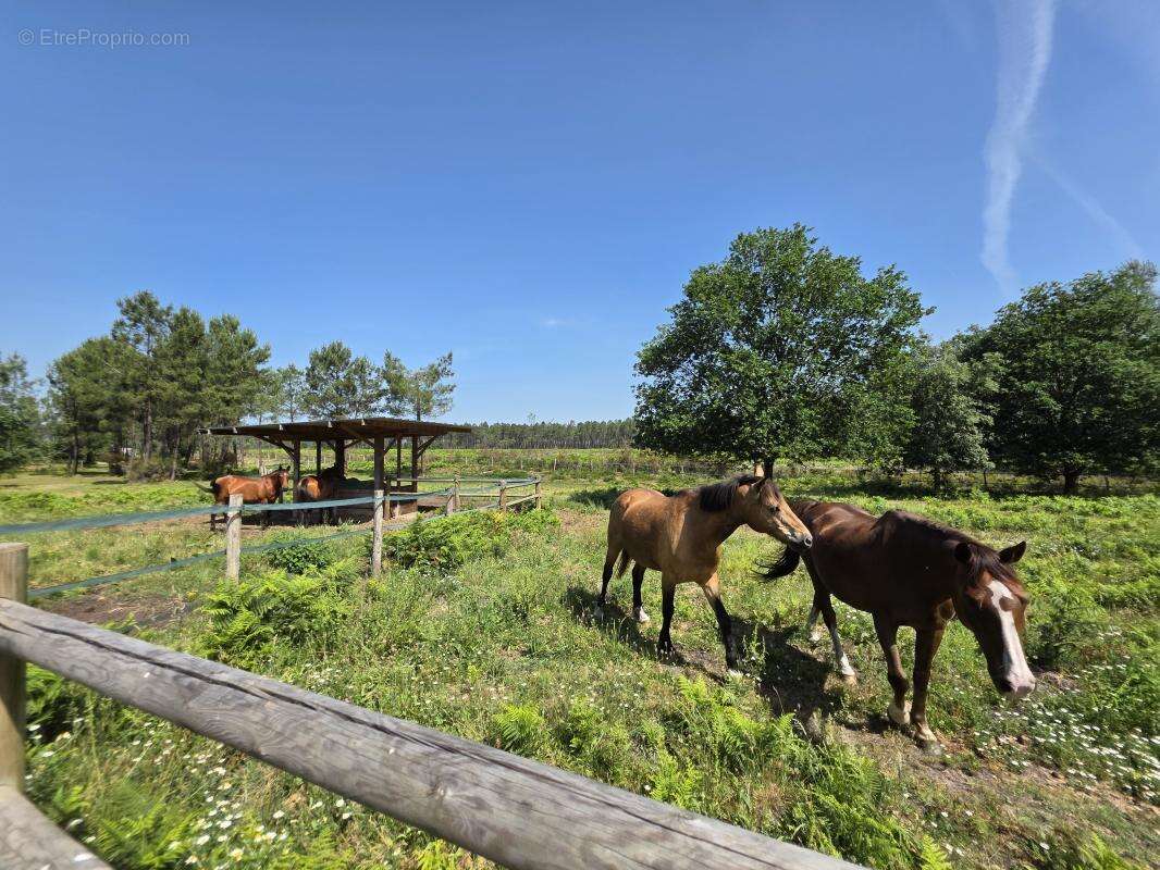 Maison 630 m² à Biscarrosse  - photo 47