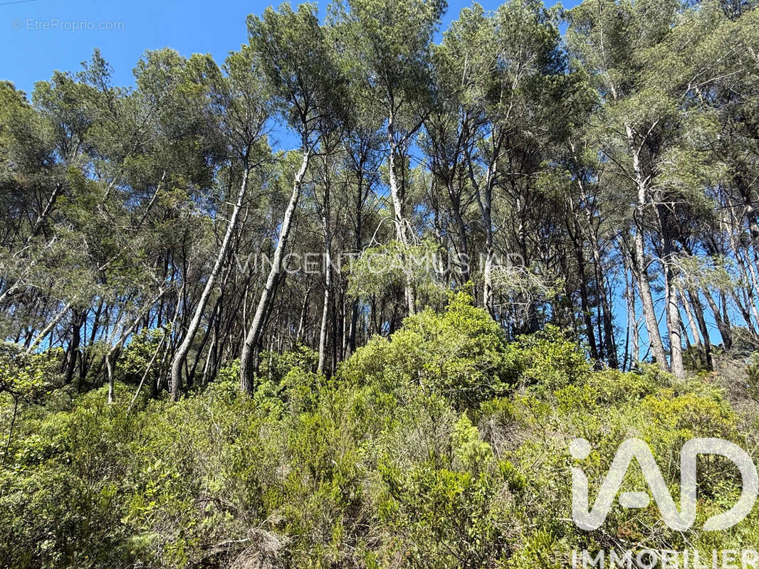Photo 2 - Terrain à LA CADIERE-D'AZUR