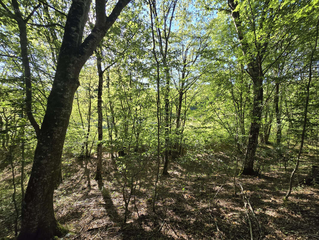 Ensemble foncier de 5 ha 78 a 43 ca   Cernoy-en-Berry - photo 5