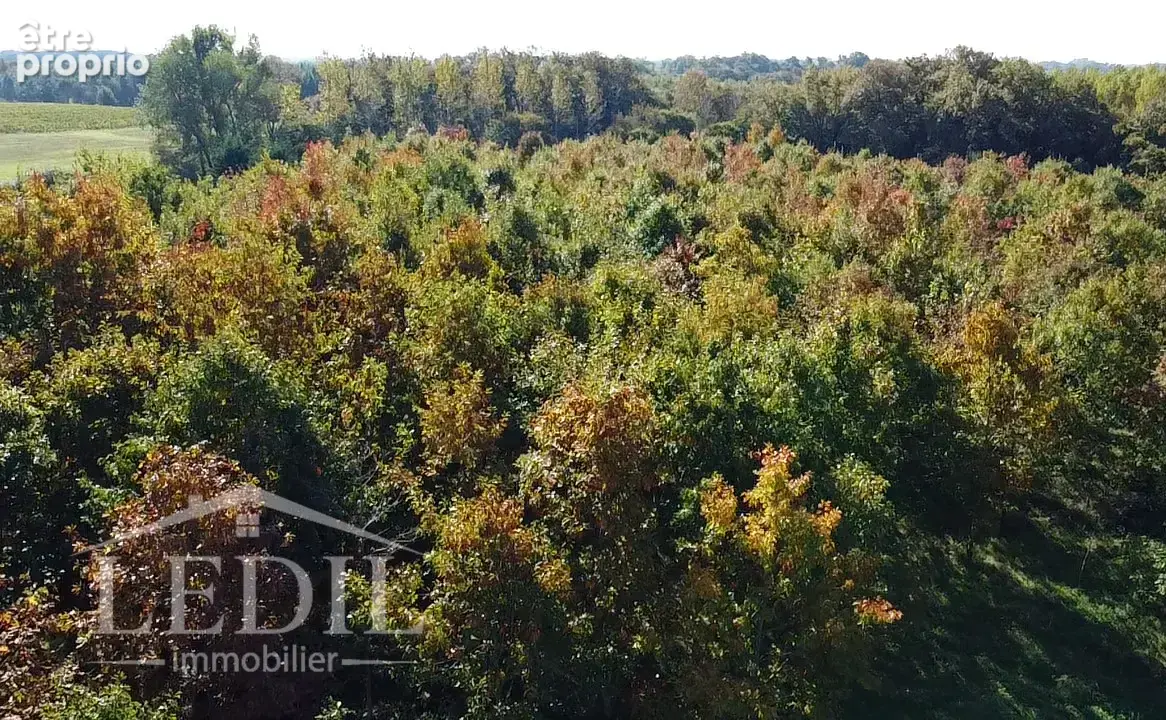 Parcelles Forestière et Bois - photo 6