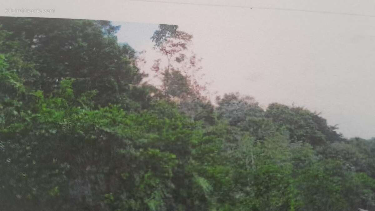 Terrain à PETIT-BOURG