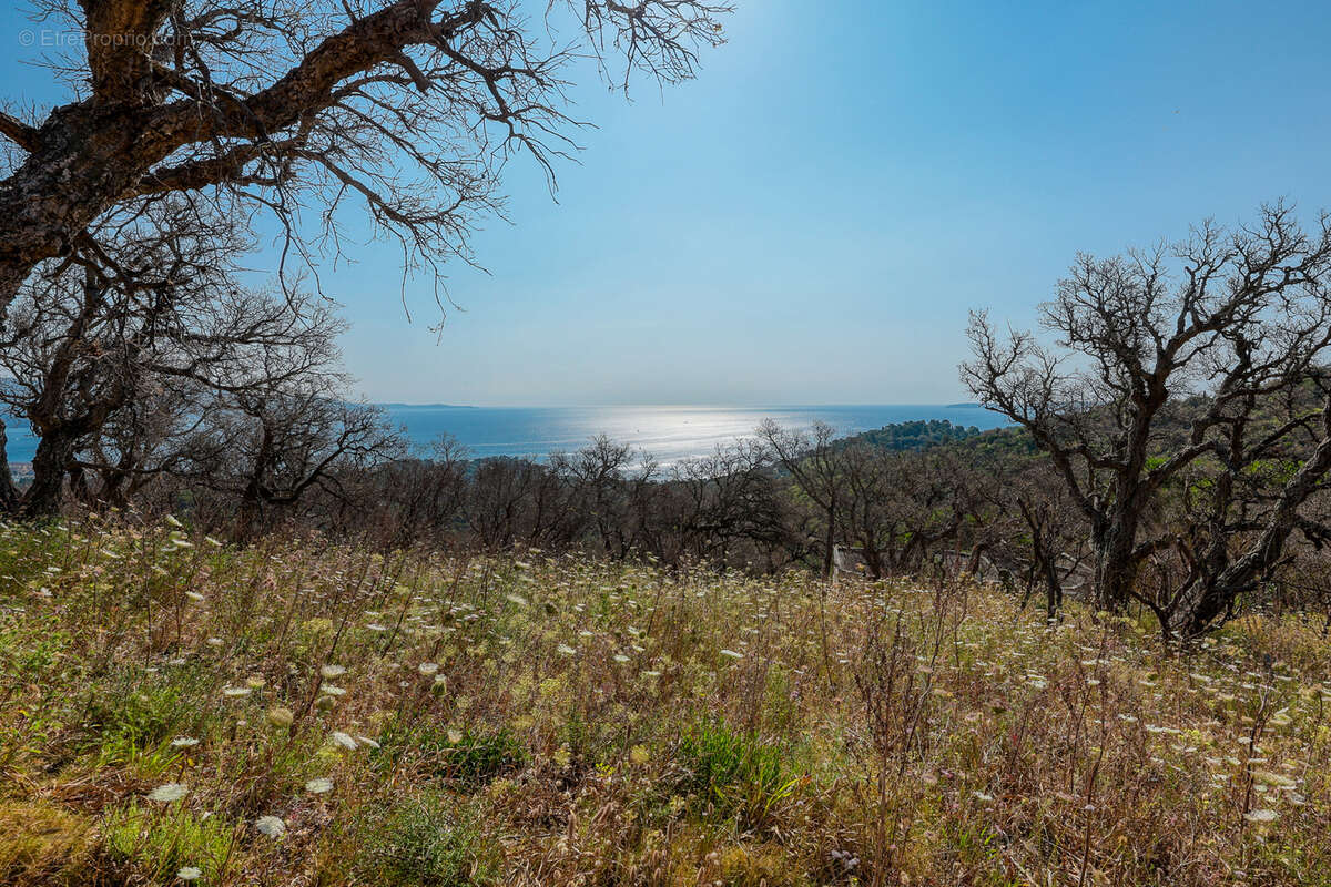 Terrain à BORMES-LES-MIMOSAS