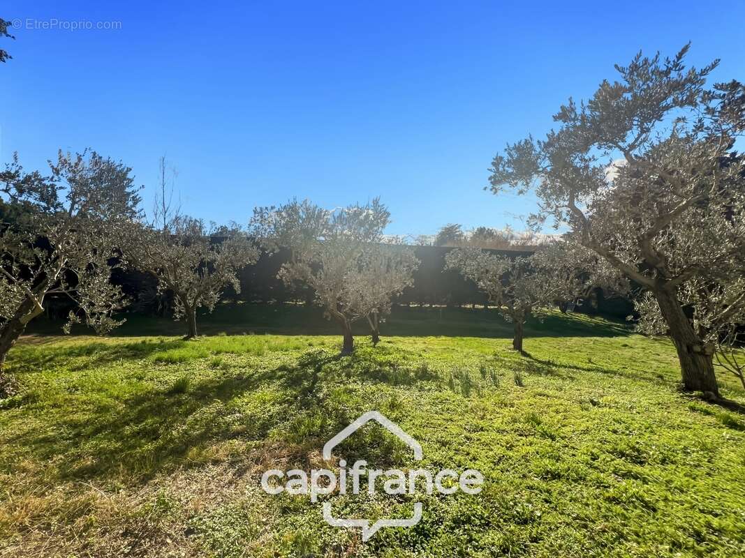 LES TAILLADES, maison individuelle de plain pied  de 210 m2, en campagne,  4 chambres, sur un terrain de 2900 m2 environ, piscin - photo 47
