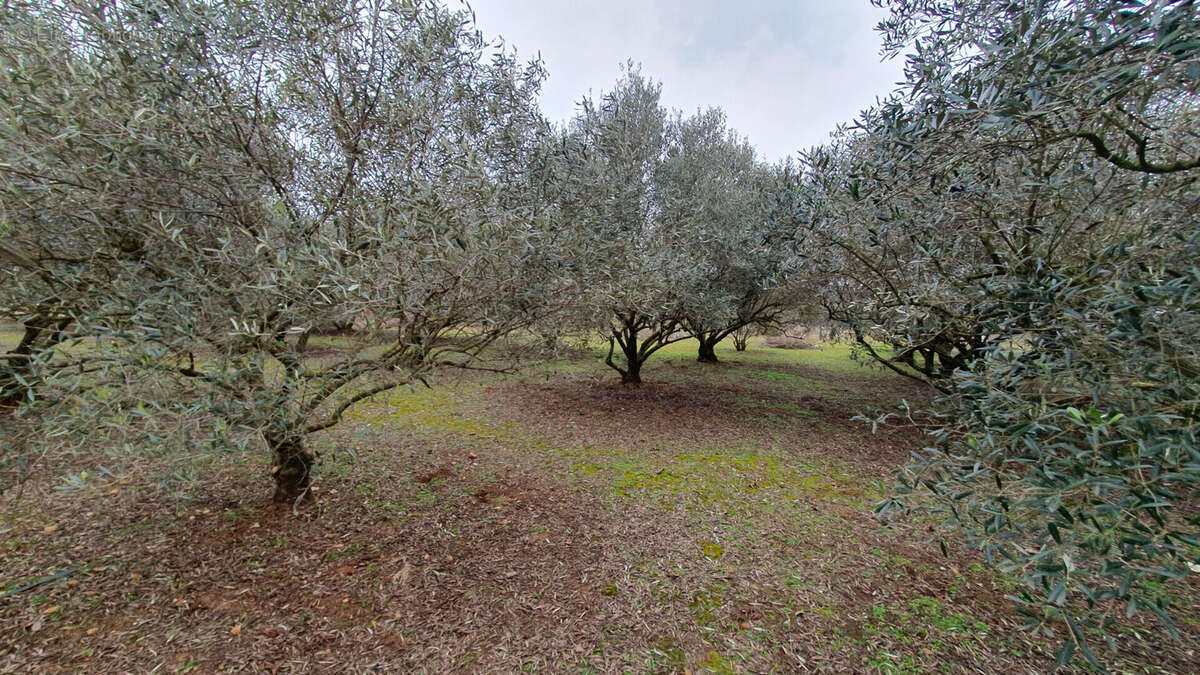 Terrain arbore - photo 3