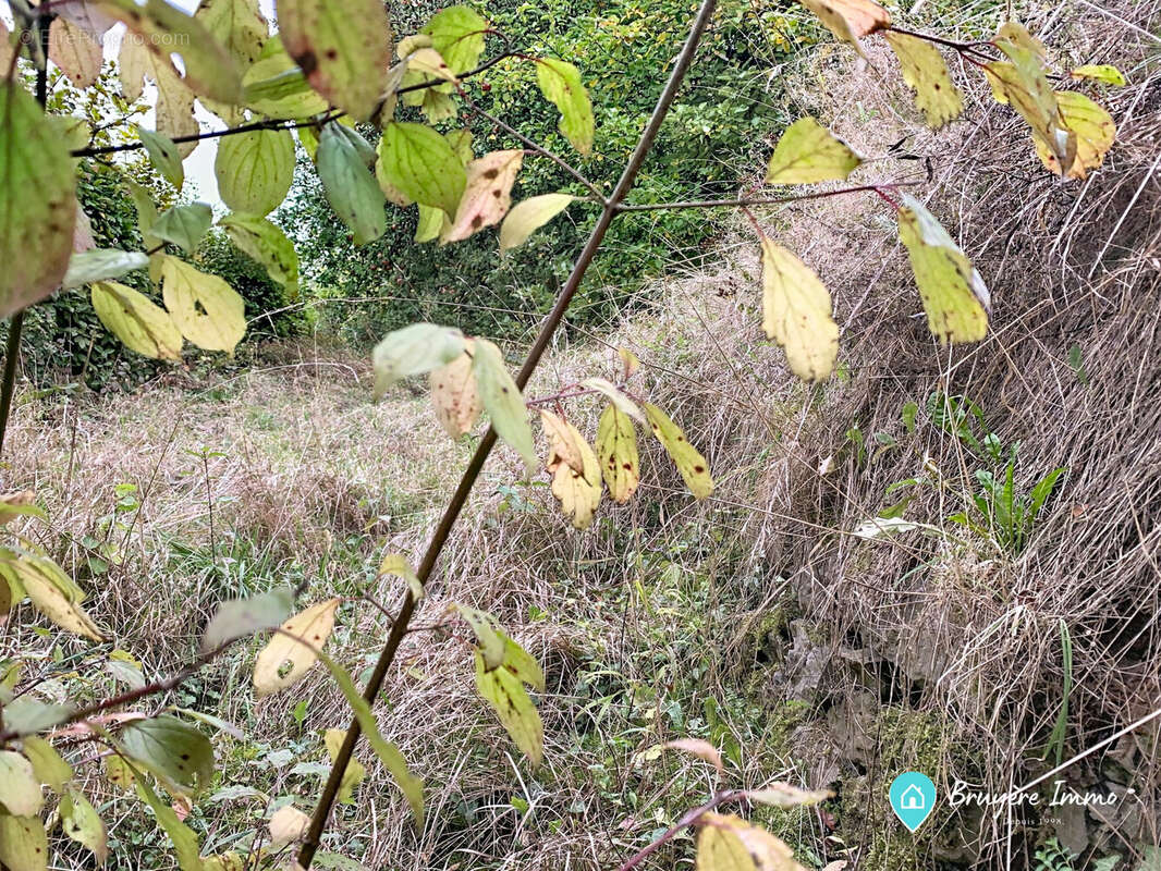 Terrain à FERRIERE-LA-GRANDE