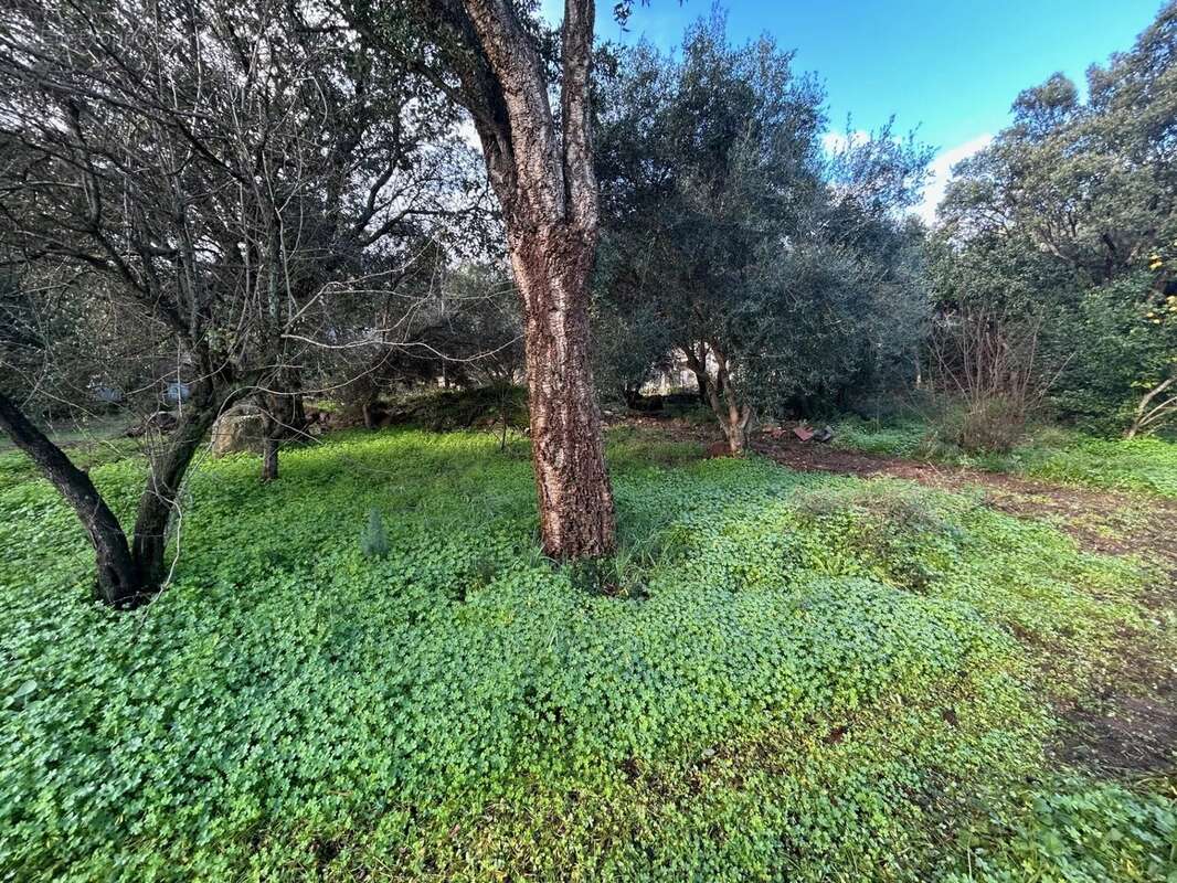 Terrain à PIETRACORBARA