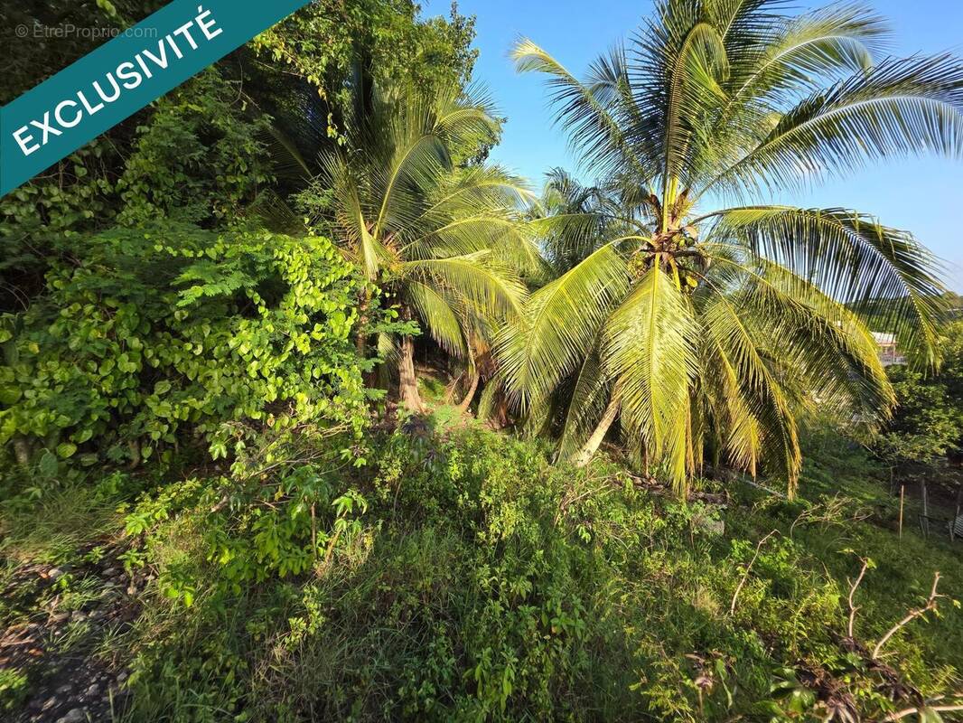 Photo 1 - Terrain à LE GOSIER