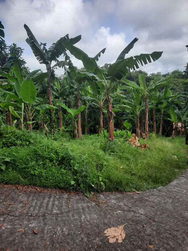 Terrain à LE LORRAIN