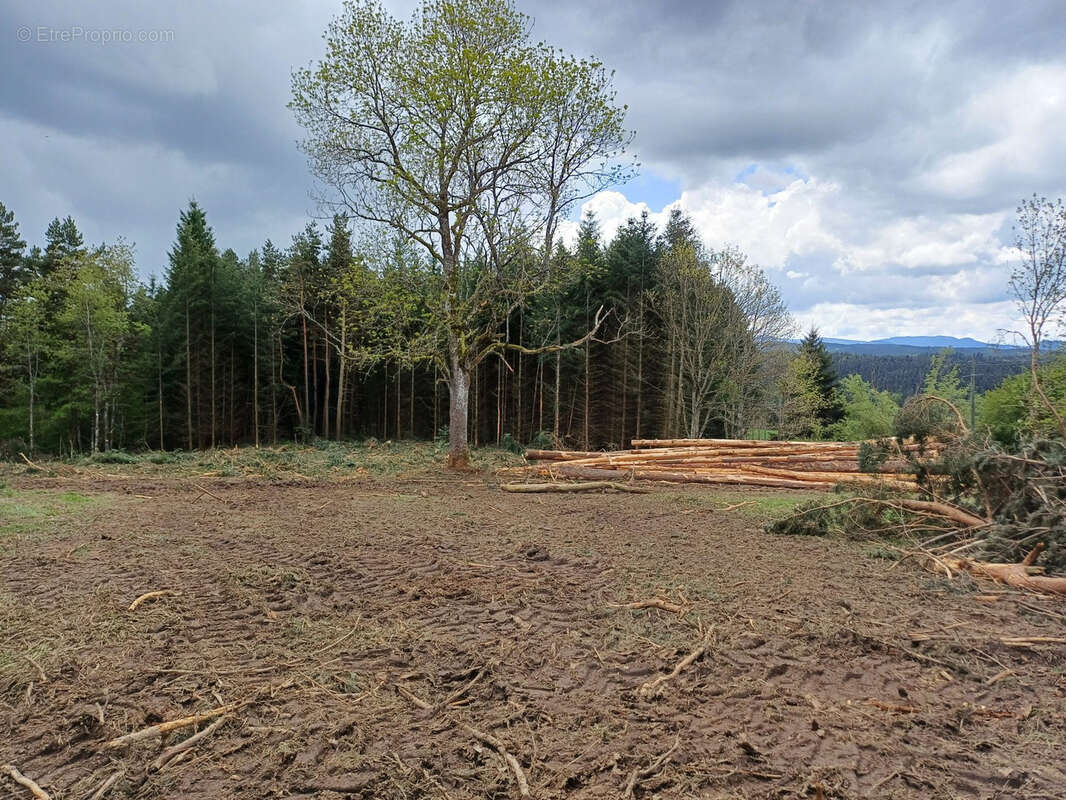 Terrain à TENCE