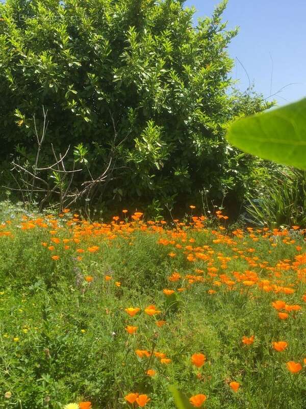 jardin - Maison à VILLARZEL-DU-RAZES