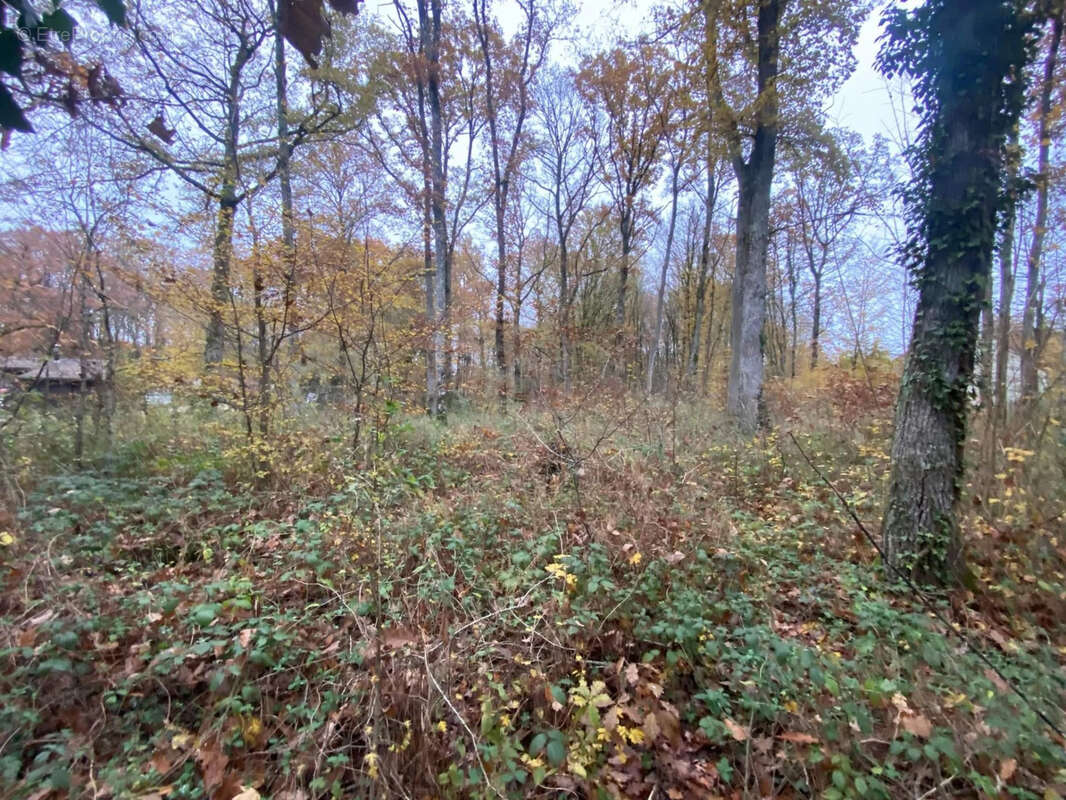 A  proximite des etangs bazoches-sur-le-betz - photo 3