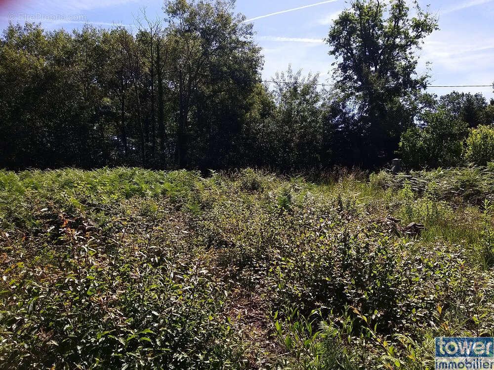 Terrain à SERS