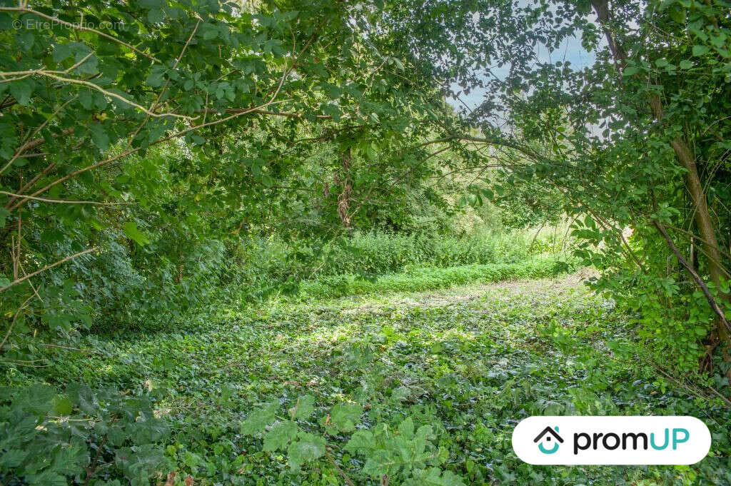 Terrain à BUIRE-COURCELLES