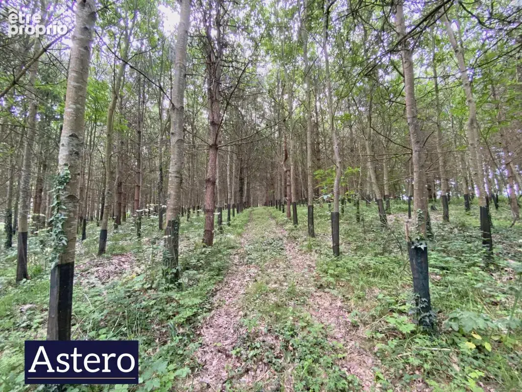 Propriété de caractère sur plus de 6 hectares - environnement exceptionnel et potentiel équestre - photo 15