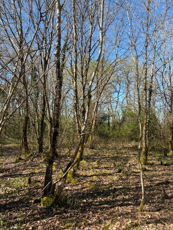 Terrain à CHATEAUNEUF