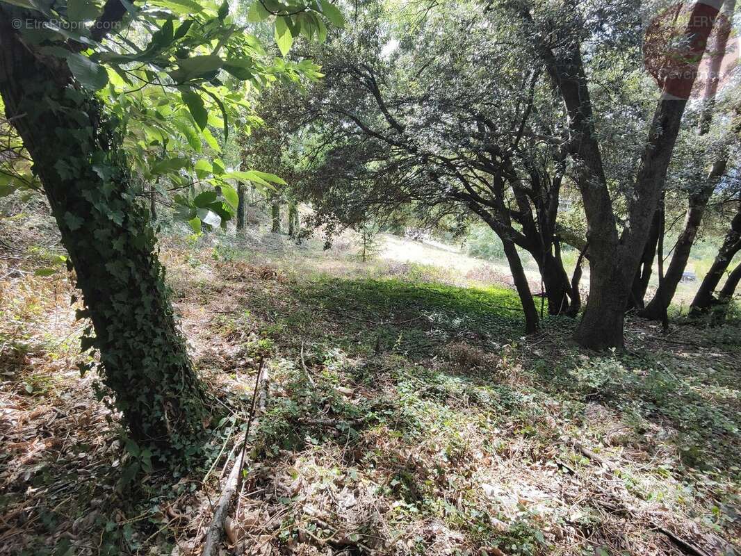 Terrain constructible de 2553m² en Cévennes Vallée Française - photo 8