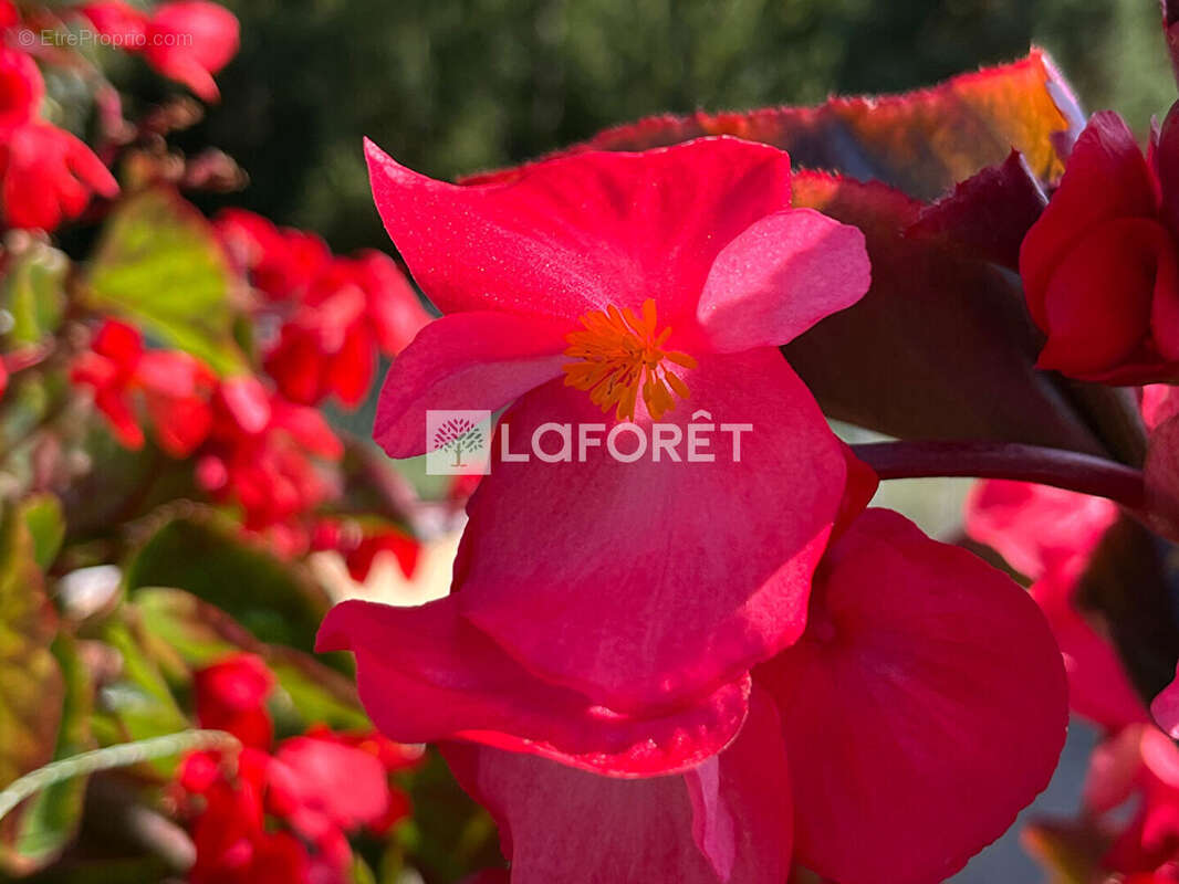 Maison à SALLES-LA-SOURCE