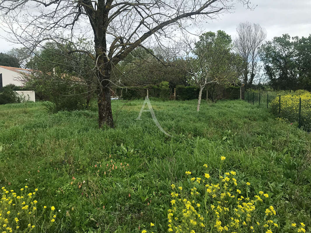 Terrain à SALLES-SUR-MER
