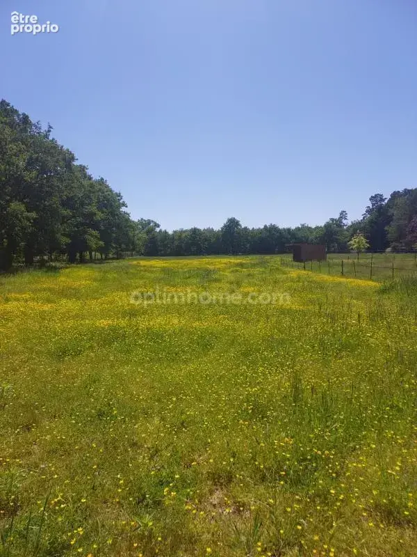Terrain à vendre de 8 500,00 m² VILLEFRANCHE SUR CHER 41 dans un environnement très calme et verdoyant - photo 3