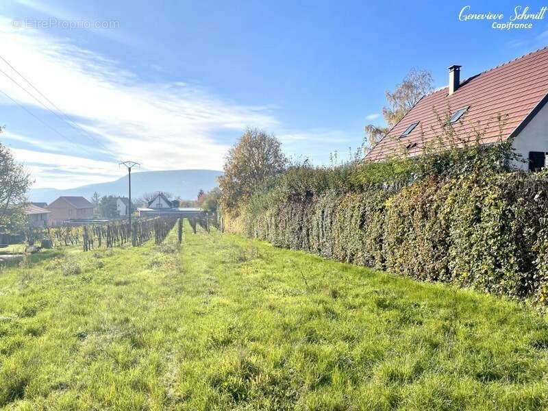 Terrain à OBERMORSCHWIHR