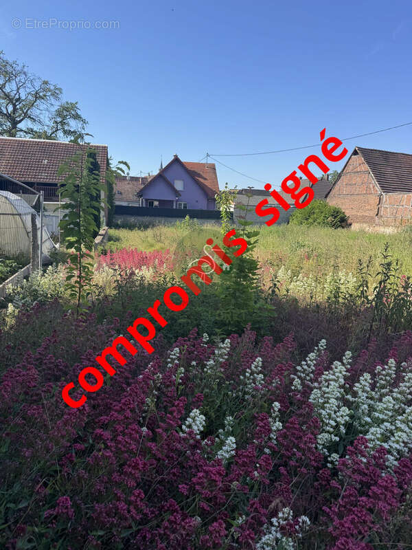 Terrain à NIEDERSCHAEFFOLSHEIM