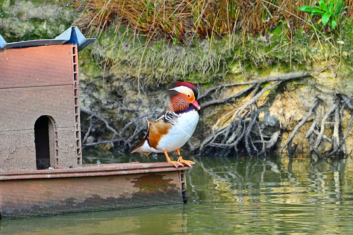 Terrain à LES SABLES-D&#039;OLONNE