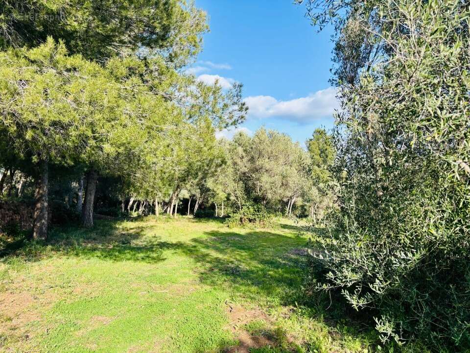 Terrain 769 m² à Ollioules  - photo 5